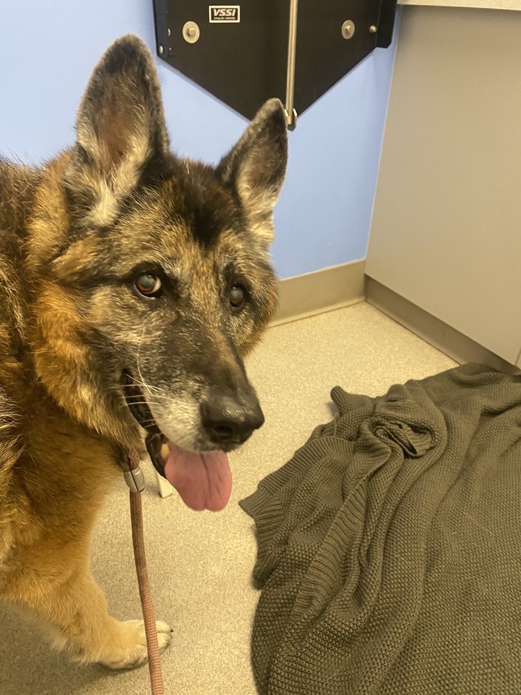 SECOND LEASH ON LIFE Updated September 2024 San Diego, California Pet Adoption Phone