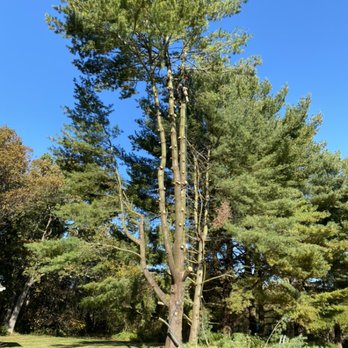 Top Notch Tree And Landscape - Tree Services Near Me Top Notch Tree And Landscape - Tree Services Near Me