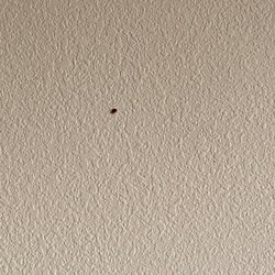 Jensen Beach By Courtyard Marriott - Nasty little bug!