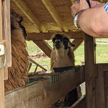 Divine Llama Vineyard - Wineries Near Me - East Bend, North Carolina Divine Llama Vineyard - Wineries Near Me - East Bend, North Carolina