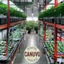 Photo of Canuvo