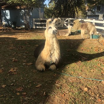 Llamas of Circle Home - Attraction Farms Near Me - Sonora, California Llamas of Circle Home - Attraction Farms Near Me - Sonora, California