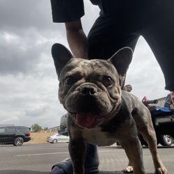 Fog City Bulldogs - to mate with a female anyone intrested contact me at @valleyflores818@gmail.com