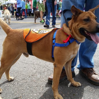 Furry Scurry - Someone adopt Rio before I do!! - Festivals Near Me - Denver, Colorado