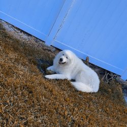 Watch Your Paws