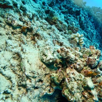 Aaron's Dive Shop - Scorpion fish - Dive Shops Near Me - Kailua, Hawaii Aaron's Dive Shop - Scorpion fish - Dive Shops Near Me - Kailua, Hawaii