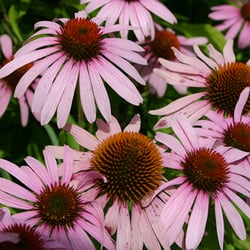 Smart Choices Wellness - Echinacea