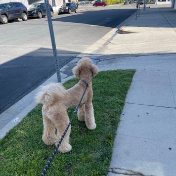 Puppy prom - First time we visited. Looking so proper! - Pet Groomers Near Me - Los Angeles, California Puppy prom - First time we visited. Looking so proper! - Pet Groomers Near Me - Los Angeles, California