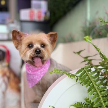 Isela's Pet Grooming - Pet Groomers Near Me - Whittier, California Isela's Pet Grooming - Pet Groomers Near Me - Whittier, California