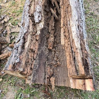 North Raleigh Tree Service - Tree Services Near Me North Raleigh Tree Service - Tree Services Near Me