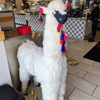 Alpaca Chicken - Inside. A stuffed animal alpaca greets you at the entrance. - Peruvian Near Me - Durham, North Carolina