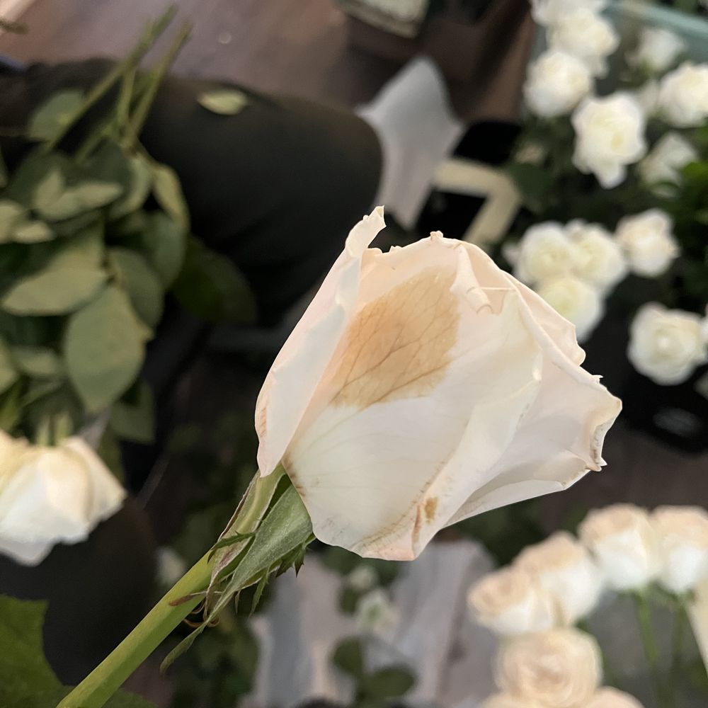 Toronto Bulk Flowers - Florists Near Me - Markham, Ontario Toronto Bulk Flowers - Florists Near Me - Markham, Ontario