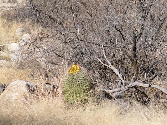 Catalina State Park by null