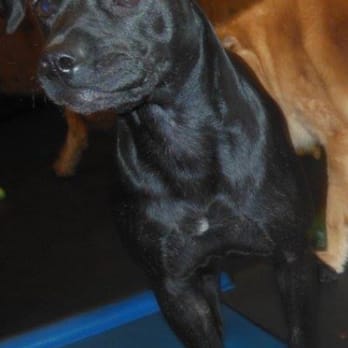 Doggie Depot - Pet Training Near Me - Downers Grove, Illinois Doggie Depot - Pet Training Near Me - Downers Grove, Illinois