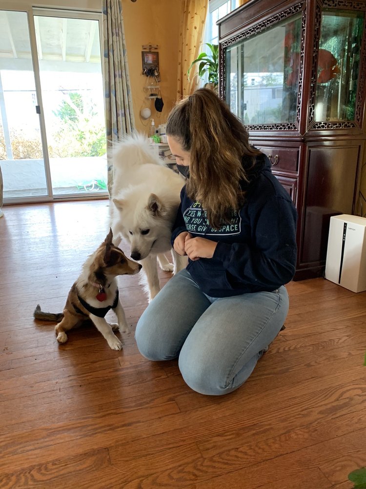 PAWSITIVELY WAGGIN’ ACADEMY Updated September 2024 31 Photos & 20