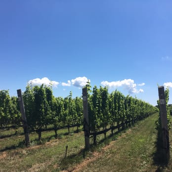 Rose Hill Vineyards - Loved our self-guided walk through the vineyard! - Wine Tasting Room Near Me - Mattituck, New York Rose Hill Vineyards - Loved our self-guided walk through the vineyard! - Wine Tasting Room Near Me - Mattituck, New York