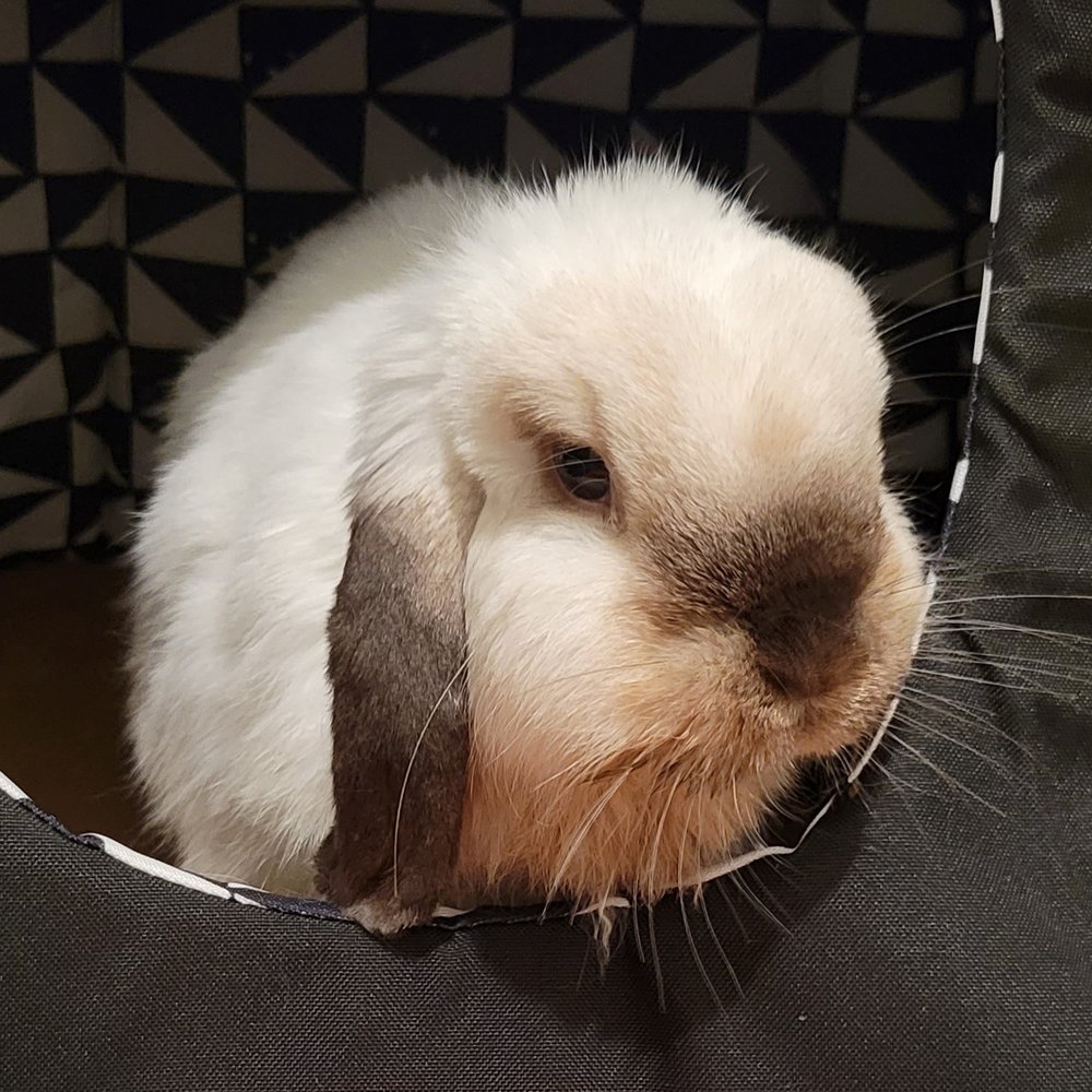 VEG ER for Pets - My sweet bunny right after we got home from VEG. - Emergency Pet Hospital Near Me - Encinitas, California