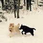 Photo of For The Love of Paws