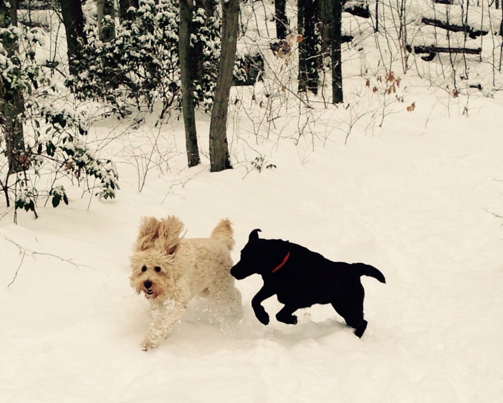 For The Love of Paws - pet boarding facility in Branford, CT