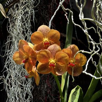 San Antonio Botanical Garden - orchids - Botanical Gardens Near Me - San Antonio, Texas