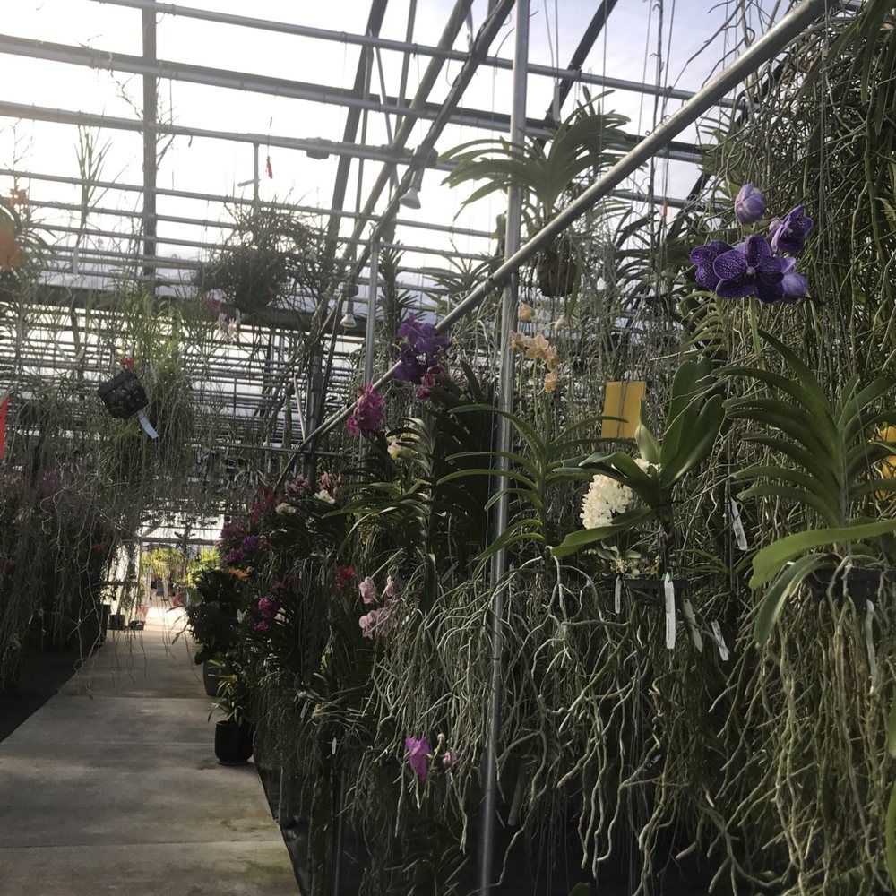 Palmer Orchids - Nurseries & Gardening Near Me - Bradenton, Florida Palmer Orchids - Nurseries & Gardening Near Me - Bradenton, Florida