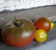 Garden Dreams Urban Farm & Nursery - Grow Pittsburgh by null