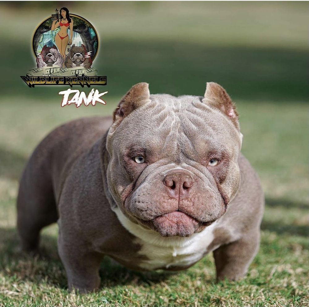 WILDLIFE KENNELS Request Information Dallas, Texas Pet Services