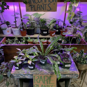 Tansy - Home Decor Near Me - Burbank, California