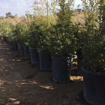 BUENA VISTA NURSERY - Nurseries & Gardening Near Me - Riverside, California