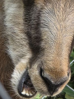 Alpenzoo Innsbruck - Tirol by null