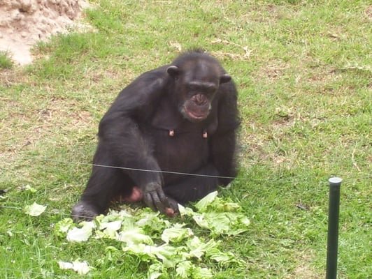 Zoo de Lagos by null