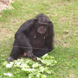 Zoo De Lagos