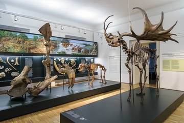 Naturkundemuseum by null