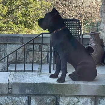 Mystic Mountain Cane Corso - Roman KS - Pet Breeders Near Me Mystic Mountain Cane Corso - Roman KS - Pet Breeders Near Me