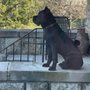 Photo of Mystic Mountain Cane Corso
