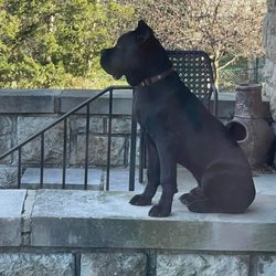 Mystic Mountain Cane Corso - Roman KS