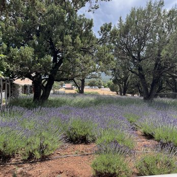 Pine Creek Canyon Lavender Farm - Farms Near Me - Pine, Arizona