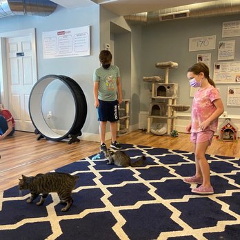 affoGATO Cat Café - Themed Cafes Near Me - Cleveland, Ohio