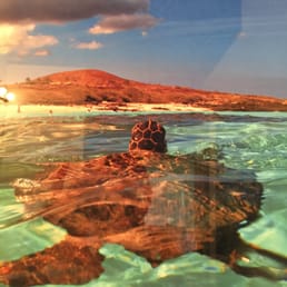 Photo of sea turtle swimming across Kua Bay ( photographer, Don Hurzeler)