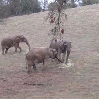 PAWS - One of these ladies is Lulu, an elephant who was bullied by another elephant when she lived at the SF Zoo. - Animal Shelters Near Me - San Andreas, California