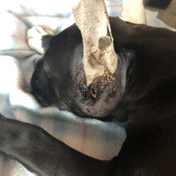 Ear Trim - 3 days post surgery - Veterinarians Near Me - Spring, Texas Ear Trim - 3 days post surgery - Veterinarians Near Me - Spring, Texas