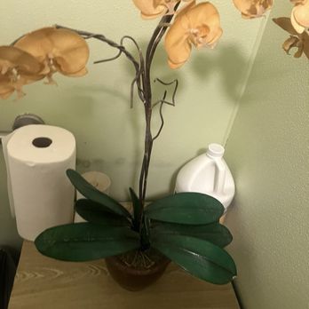 Pho 808 - Flower child on a roll - Steakhouses Near Me - San Francisco, California