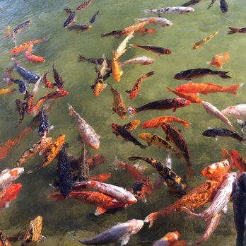 Tidepools - Beautiful setting right on the water with a whole lot of fish in the pond. - Hawaiian Near Me - Poipu, Hawaii