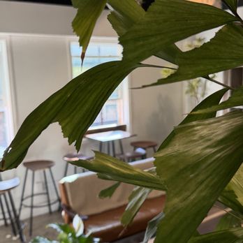 Plantoem - Hideaway, chill space at Plantoem. - Cafes Near Me - Honolulu, Hawaii Plantoem - Hideaway, chill space at Plantoem. - Cafes Near Me - Honolulu, Hawaii