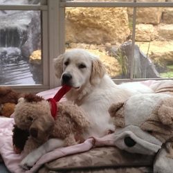 Jan's Pampered Pet Sitting - Content and happy while owners are away.