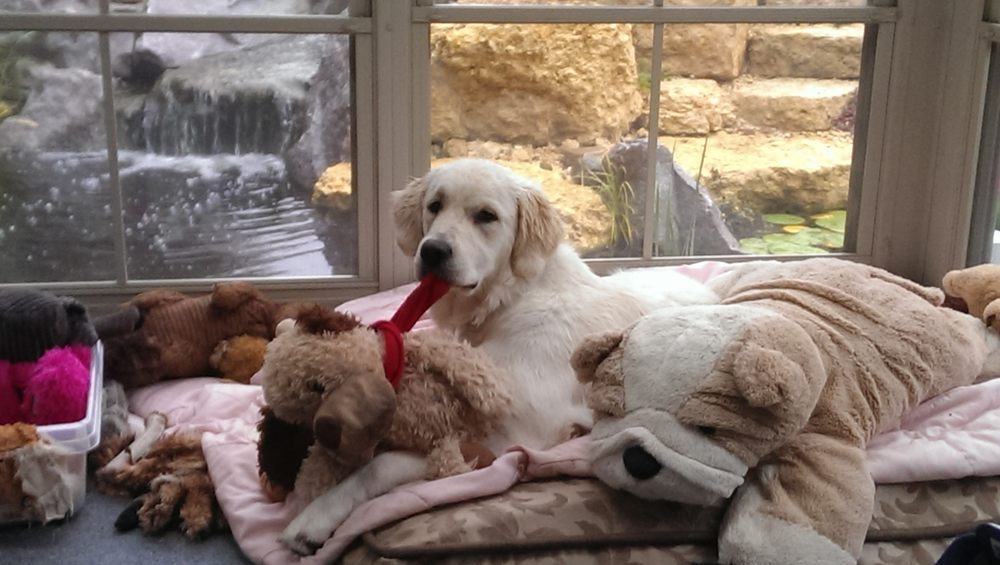Jan's Pampered Pet Sitting - pet boarding facility in St. Charles, IL