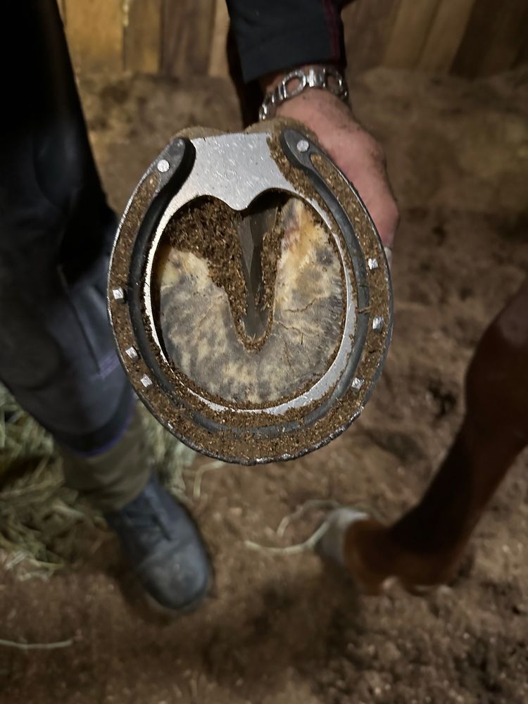 DC Farrier - equestrian in South Lebanon, OH