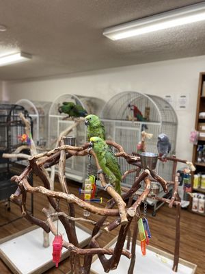 Birds & More by null