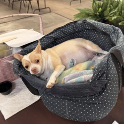 Boise Bingo - She just stayed in her little bed the entire time. Not a peep from her. Her mom told me she's been going to bingo for 5 years :)