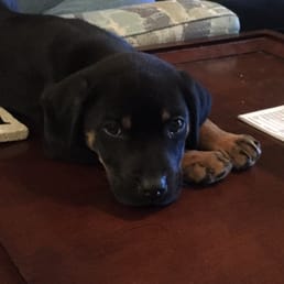 Meet Daisy Meet Daisy